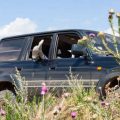 Best SUVs for Families in the UK: Comfort, Capacity, and Cost Compared