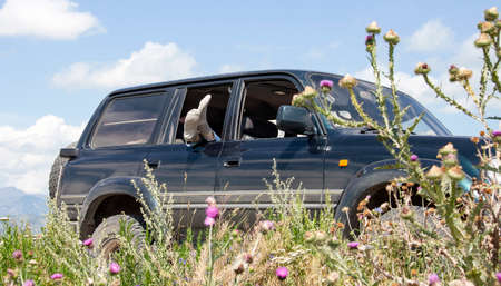 Best SUVs for Families in the UK: Comfort, Capacity, and Cost Compared